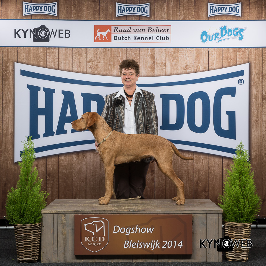 Quodians vizsla best sale kennel